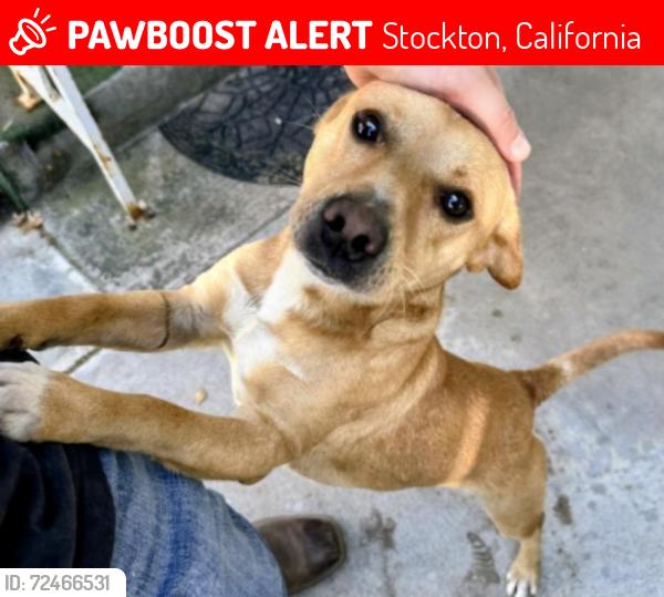 Lost Male Dog last seen Arch Road and 99, Stockton, California 95203