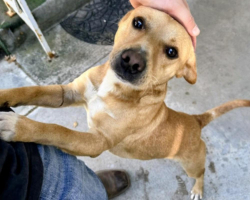 Lost Male Dog last seen Arch Road and 99, Stockton, California 95203