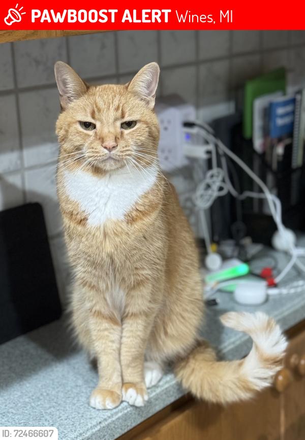 Lost Male Cat last seen N Maple Rd and Riverbend Drive, Wines, MI 48105