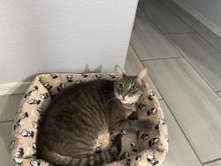 Lost Male Cat last seen W Gardenia St, Somerton Az , Somerton, AZ 85350