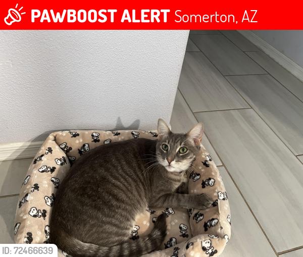 Lost Male Cat last seen W Gardenia St, Somerton Az , Somerton, AZ 85350