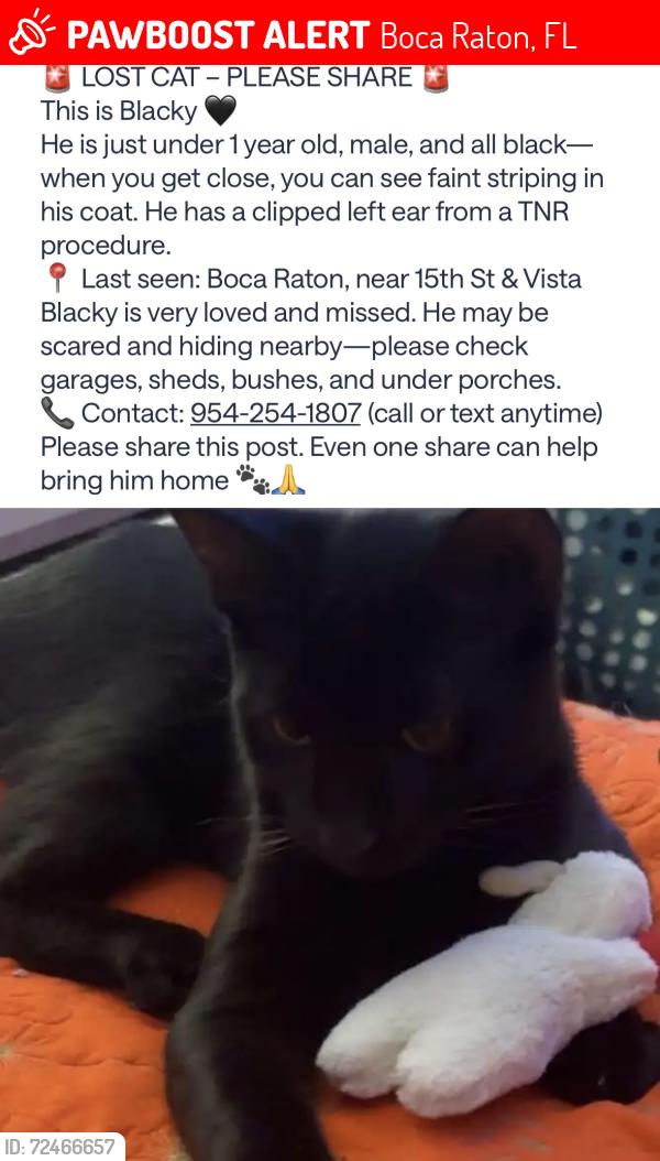 Lost Male Cat last seen 2nd ave, Boca Raton, FL 33432