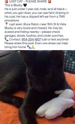 Lost Male Cat last seen 2nd ave, Boca Raton, FL 33432