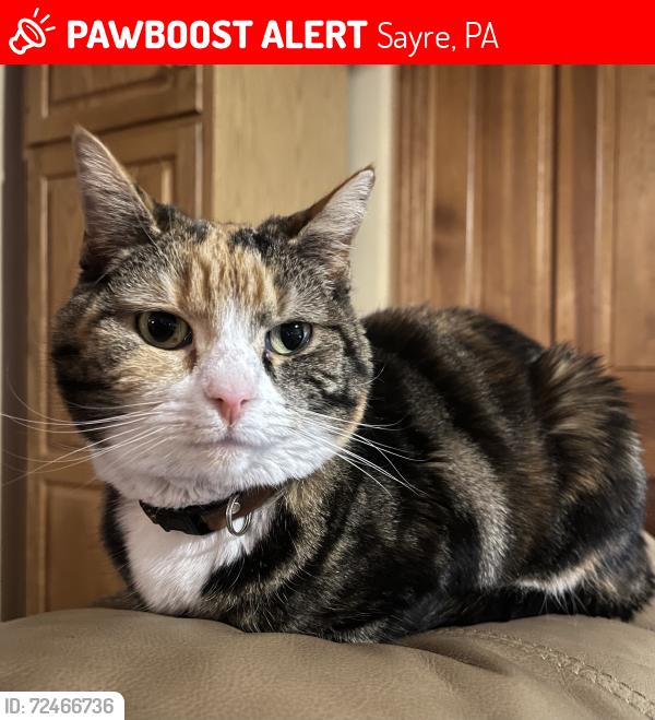 Lost Female Cat last seen Jacklin Road (near area of Orcutt Creek Road, Wilawana Road, McCardle Road), Sayre, PA 18840