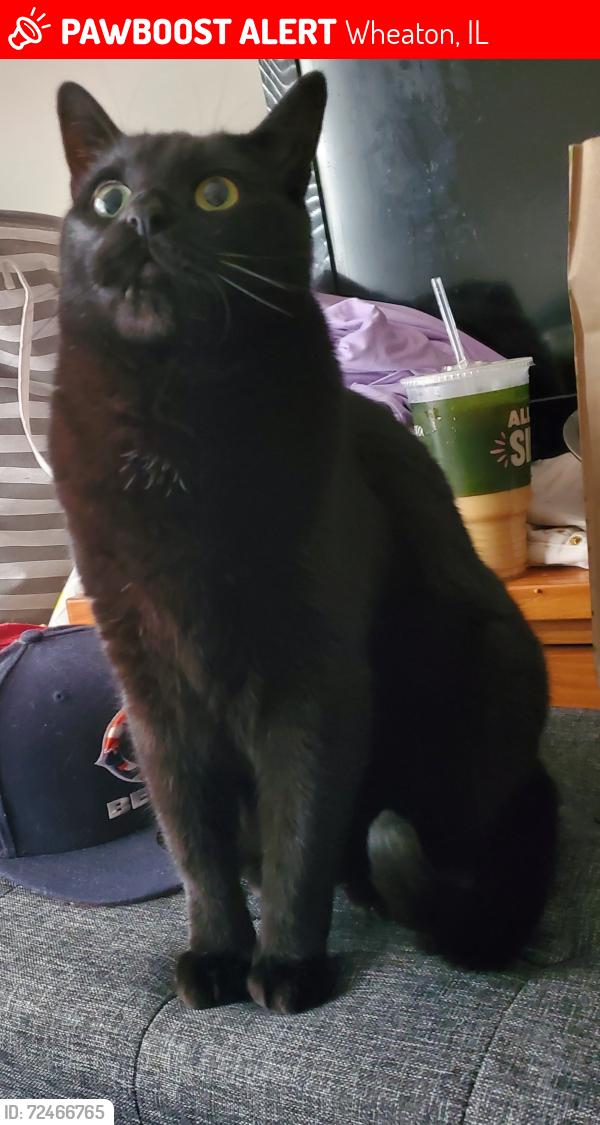 Lost Male Cat last seen Loop and Sterling, Wheaton, IL 60189