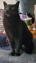 Lost Male Cat last seen Loop and Sterling, Wheaton, IL 60189