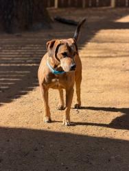 Lost Female Dog last seen , Murchison, TX 75778