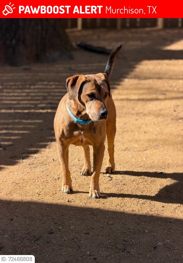 Lost Female Dog last seen , Murchison, TX 75778