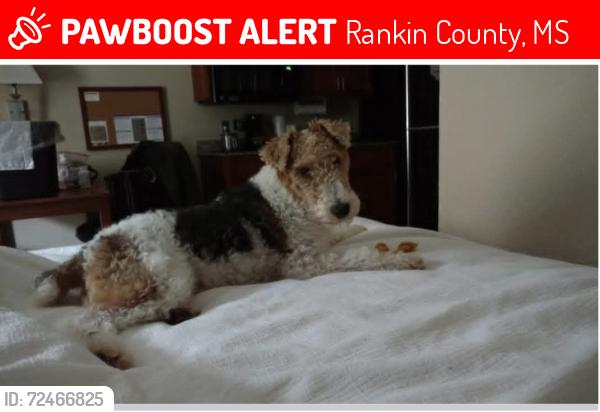 Lost Male Dog last seen Maybe somewhere off Holly Bush Rd., Rankin County, MS 39047