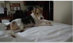 Lost Male Dog last seen Maybe somewhere off Holly Bush Rd., Rankin County, MS 39047