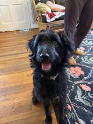 Reunited Female Dog last seen Hughes academy school, Greenville, SC 29605