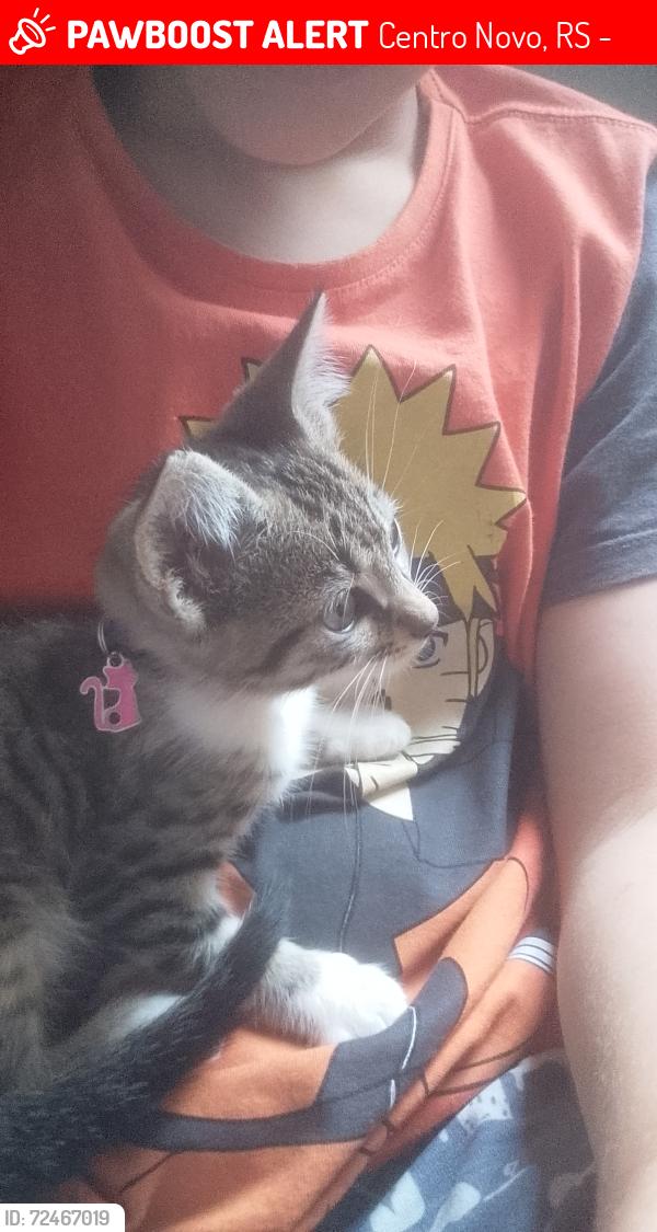 Lost Female Cat last seen Rua bananbi 911, Centro Novo, RS 92990-000