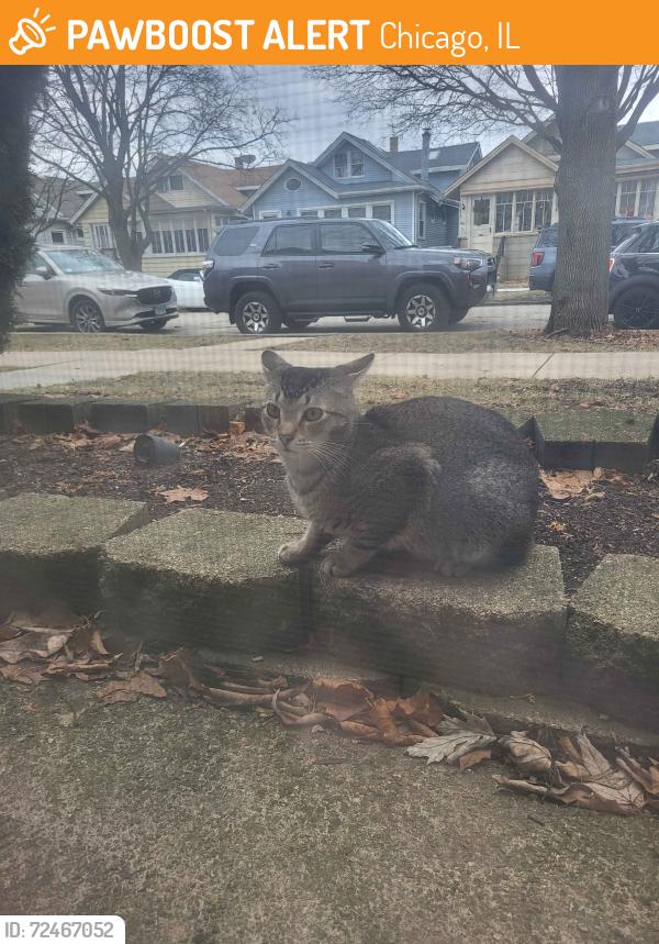 Chicago, IL Stray Male Cat Found Near Foster & Elston | PawBoost