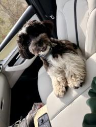 Lost Male Dog last seen Hwy 149, Palmyra, TN 37142