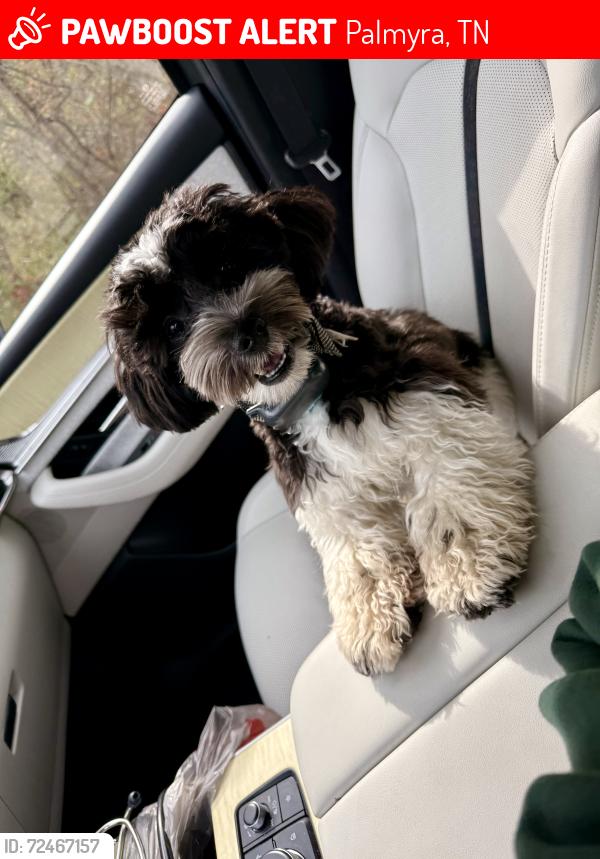 Lost Male Dog last seen Hwy 149, Palmyra, TN 37142