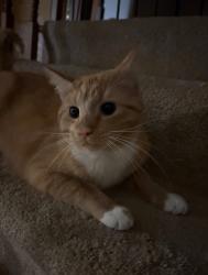 Lost Male Cat last seen Columbia and Nobottom , Olmsted Township, OH 44138