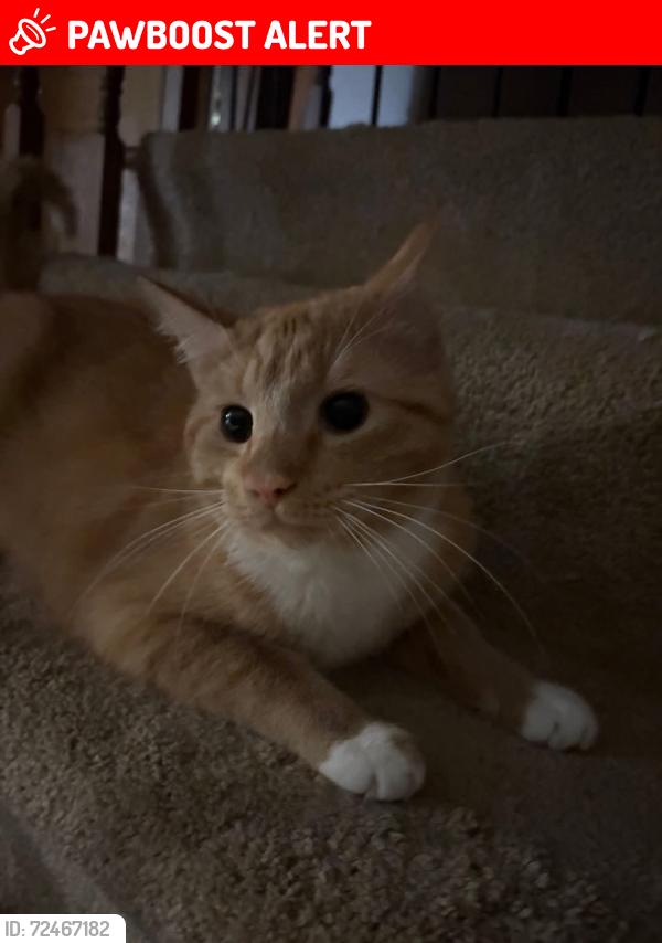 Lost Male Cat last seen Columbia and Nobottom , Olmsted Township, OH 44138