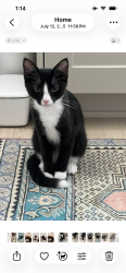 Lost Male Cat last seen FM982, Princeton, TX 75407