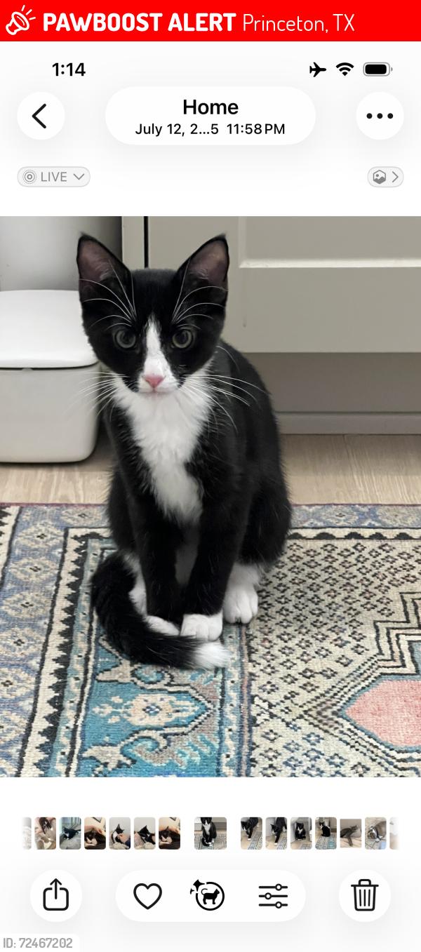 Lost Male Cat last seen FM982, Princeton, TX 75407