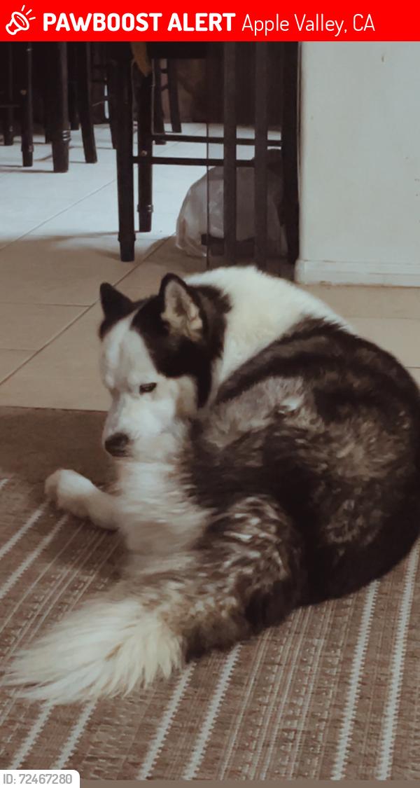 Apple Valley, CA Lost Male Dog, Simba Is Missing | PawBoost