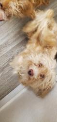 Lost Male Dog last seen Greenhurst , Las Vegas, NV 89121