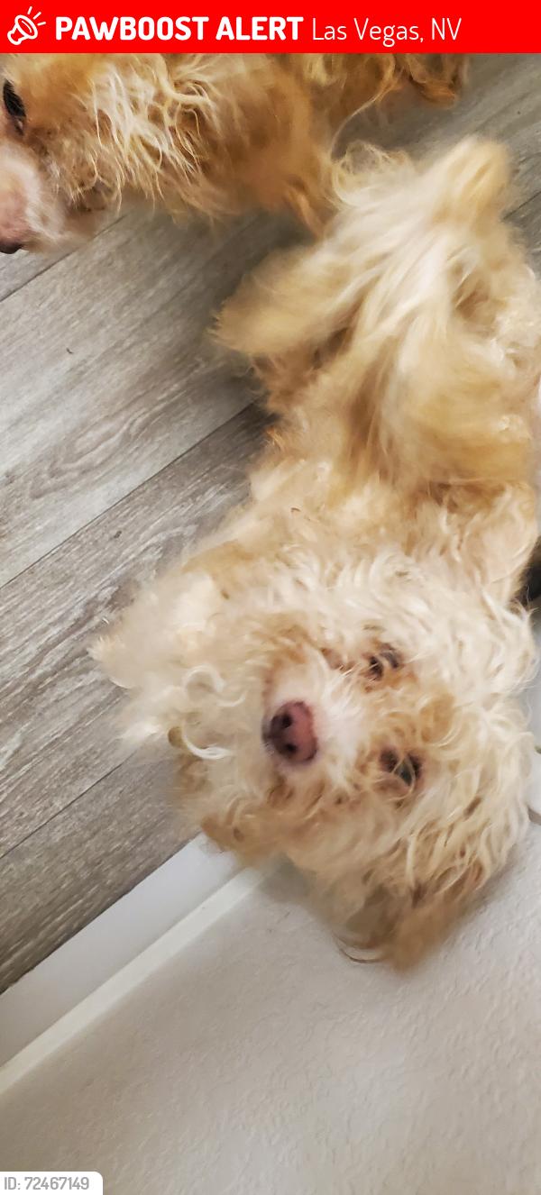 Lost Male Dog last seen Greenhurst , Las Vegas, NV 89121