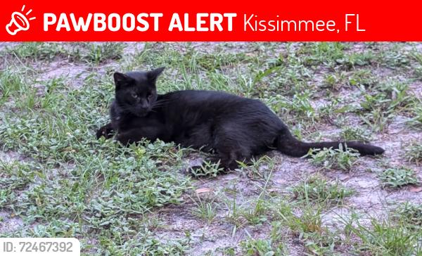 Lost Male Cat last seen Forest Drive headed towards Orange Lane, Kissimmee, FL 34746