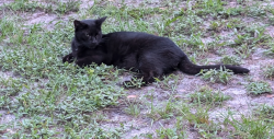 Lost Male Cat last seen Forest Drive headed towards Orange Lane, Kissimmee, FL 34746