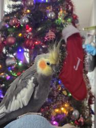 Lost Male Bird last seen Olivet dr , Charlotte, NC 28227