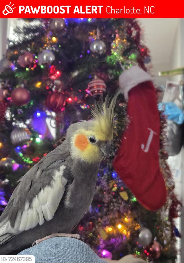 Lost Male Bird last seen Olivet dr , Charlotte, NC 28227