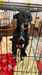 Found/Stray Male Dog last seen Wagner High School, San Antonio, TX 78244