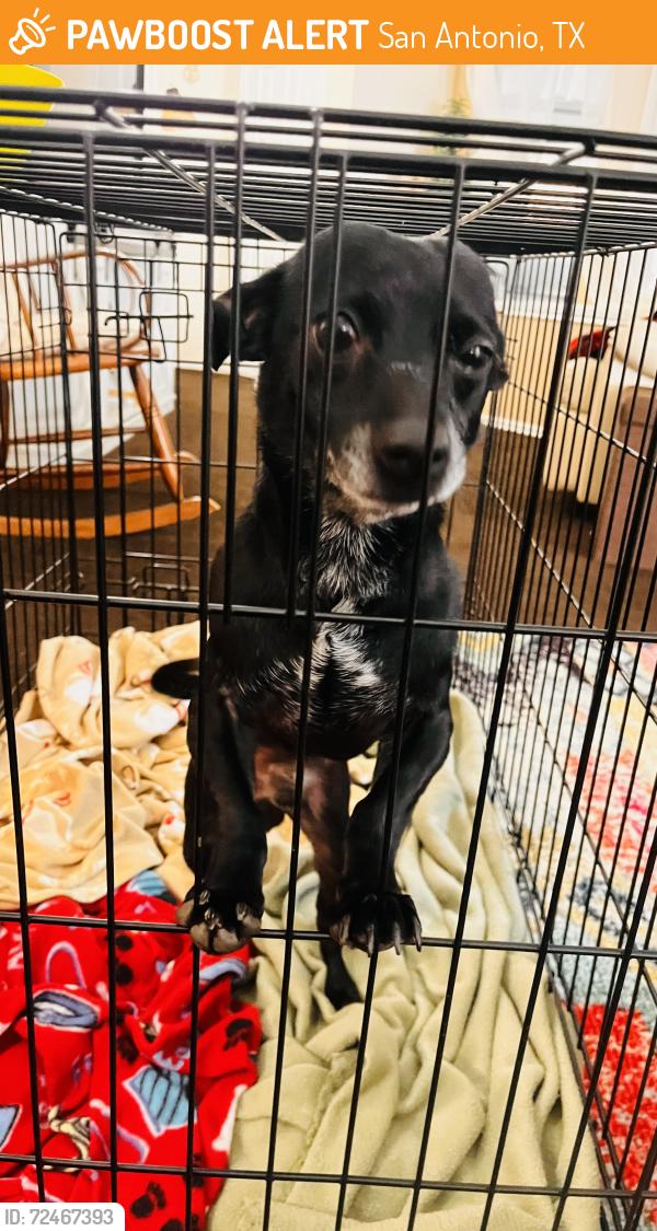 Found/Stray Male Dog last seen Wagner High School, San Antonio, TX 78244