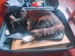 Lost Male Cat last seen Near Mimosa Tree Farm, York, SC 29745