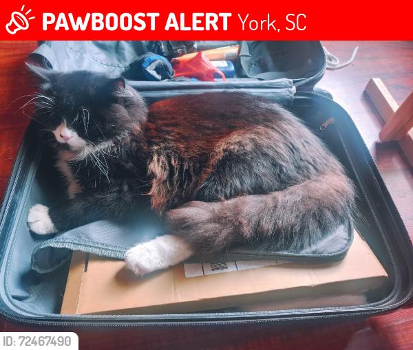 Lost Male Cat last seen Near Mimosa Tree Farm, York, SC 29745