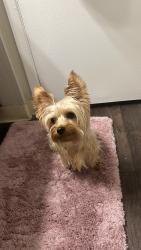 Lost Male Dog last seen Hampden/Tamarac, Denver, CO 80231