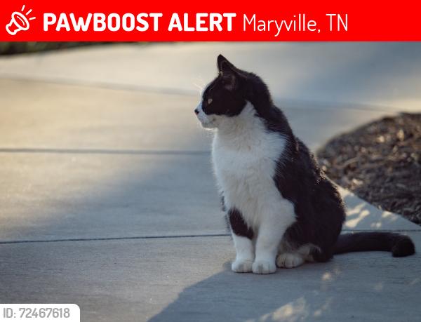 Lost Male Cat last seen Woodhaven subdivision , Maryville, TN 37804