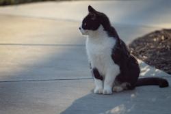 Lost Male Cat last seen Woodhaven subdivision , Maryville, TN 37804