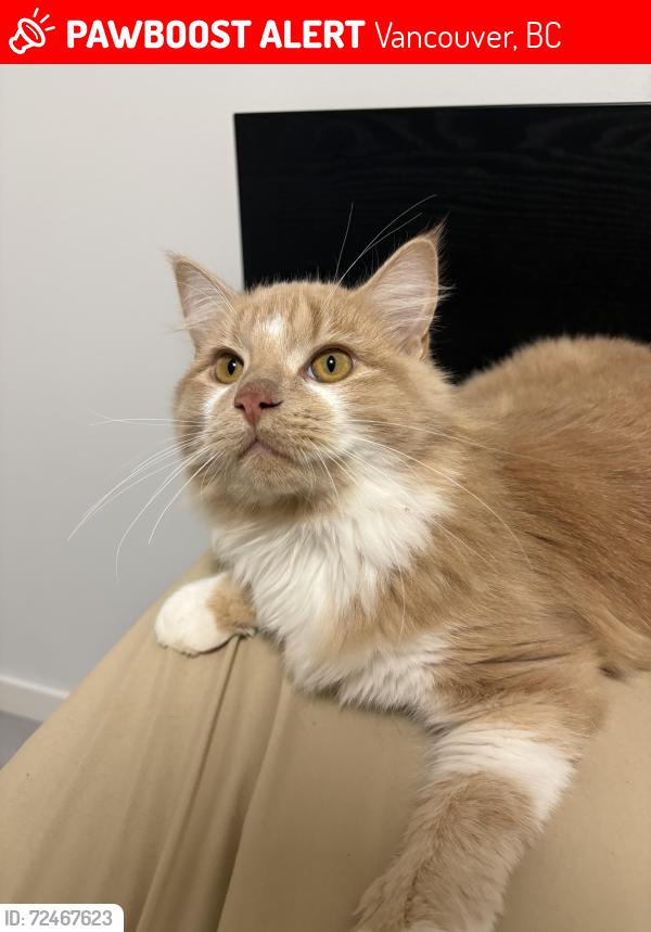 Lost Male Cat last seen Saint George st and 43rd Avenue, Vancouver, BC 