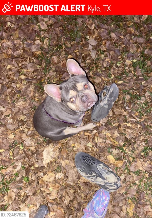 Lost Male Dog last seen Lehman rd , Kyle, TX 78640