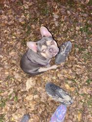 Lost Male Dog last seen Lehman rd , Kyle, TX 78640