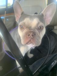 Lost Female Dog last seen Gowan and clayton, Las Vegas, NV 89129