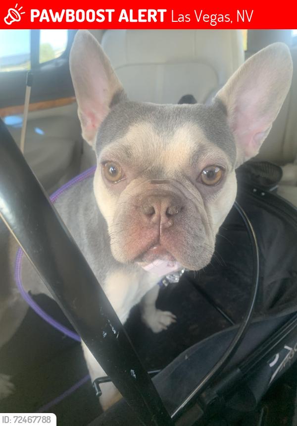 Lost Female Dog last seen Gowan and clayton, Las Vegas, NV 89129