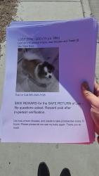 Reunited Male Dog last seen Decatur and twain, Paradise, NV 89103