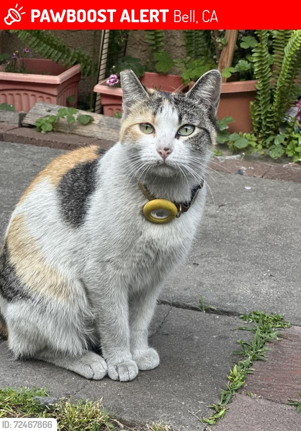 Lost Female Cat last seen Near Florence Ave, Bell, CA 90201