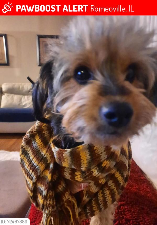 Lost Female Dog last seen Geneva & Corona Romeoville Illinois , Romeoville, IL 60446