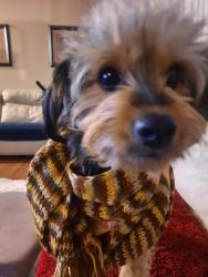 Lost Female Dog last seen Geneva & Corona Romeoville Illinois , Romeoville, IL 60446