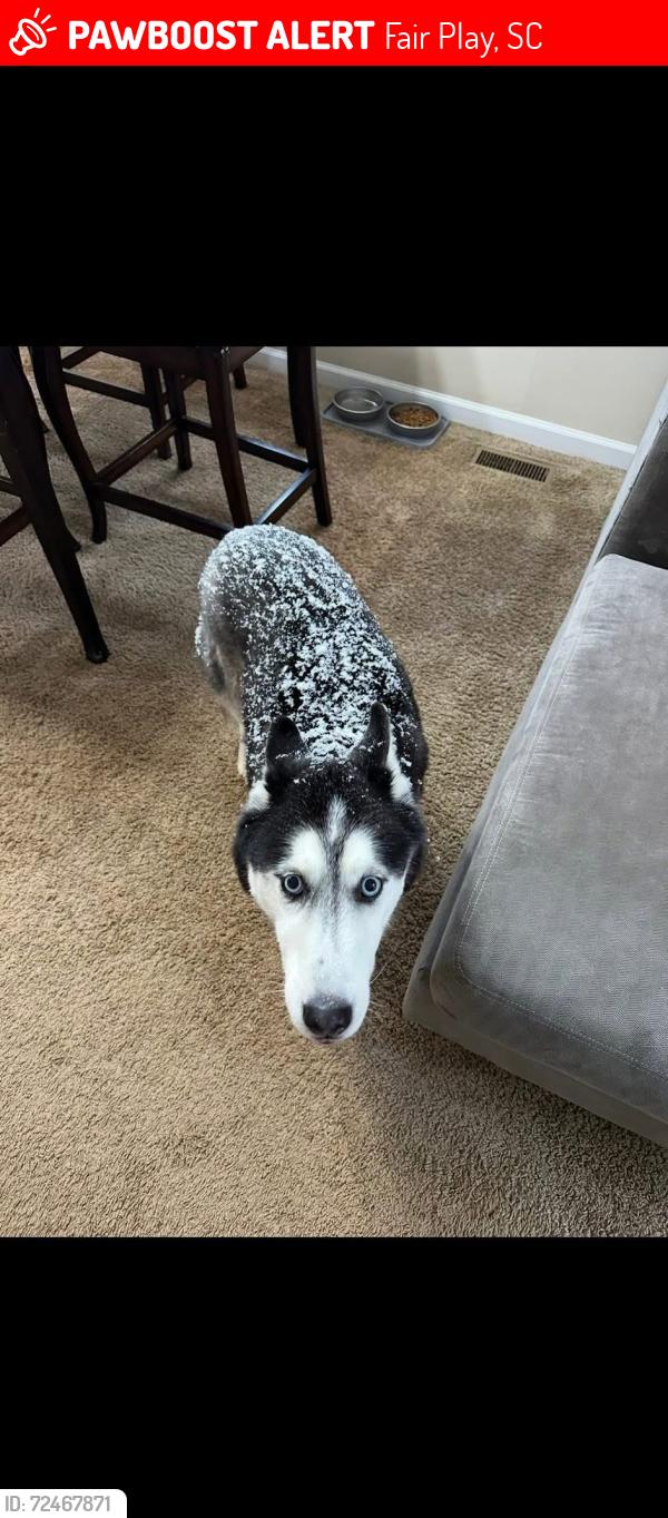 Lost Male Dog last seen Pine Grove rd and Richy rd, Fair Play, SC 29643