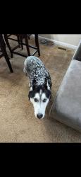 Lost Male Dog last seen Pine Grove rd and Richy rd, Fair Play, SC 29643