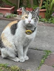 Lost Female Cat last seen Near Florence Ave, Bell, CA 90201