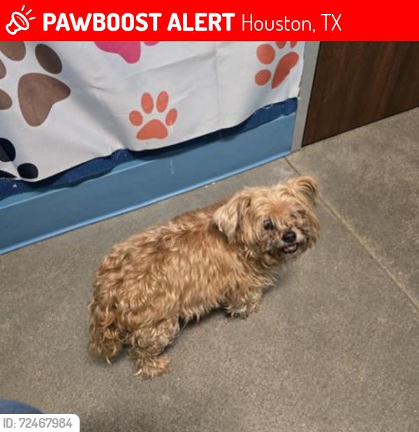 Lost Female Dog last seen hmstd Rd , Houston, TX 77028